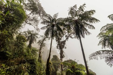Yanachaga Kimya Ulusal Parkı, Peru Bulut Ormanı 'nın puslu manzarası