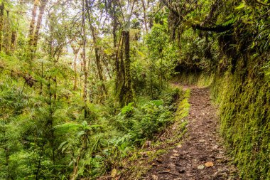 Yanachaga Chemillen Ulusal Parkı, Peru 'daki Abra Esperanza' ya yürüyüş yolu.