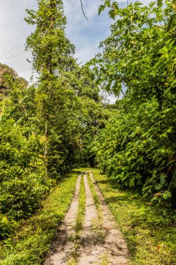 Tingo Maria kasabası yakınlarındaki Cueva de las Lechuzas (Baykuş Mağarası) yakınlarında çakıl yolu, Peru