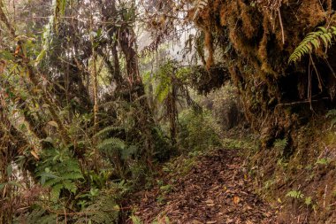 Yanachaga Chemillen Ulusal Parkı, Peru 'daki Abra Esperanza' ya yürüyüş yolu.