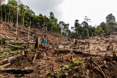 Peru 'nun Huanuco bölgesindeki Amazon yağmur ormanlarının tahrip edilmesi