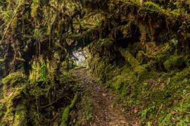 Yanachaga Chemillen Ulusal Parkı, Peru 'daki Abra Esperanza' ya yürüyüş yolu.