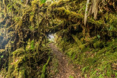 Yanachaga Chemillen Ulusal Parkı, Peru 'daki Abra Esperanza' ya yürüyüş yolu.