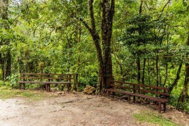 Tingo Maria, Peru yakınlarındaki Catarata Honolulo şelalesine giden banklarda.