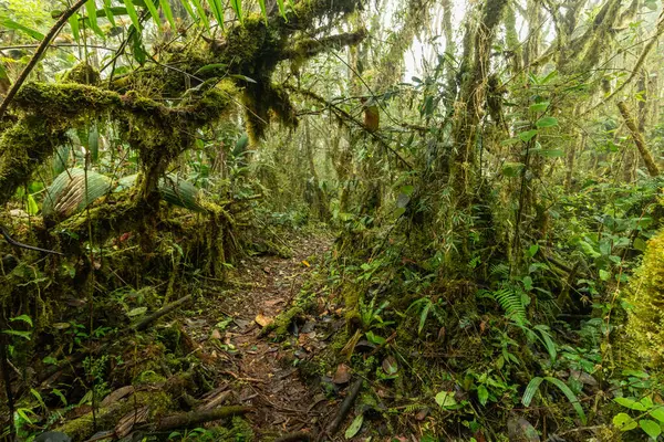 Yanachaga Bulut Ormanı Kimyager Ulusal Parkı, Peru