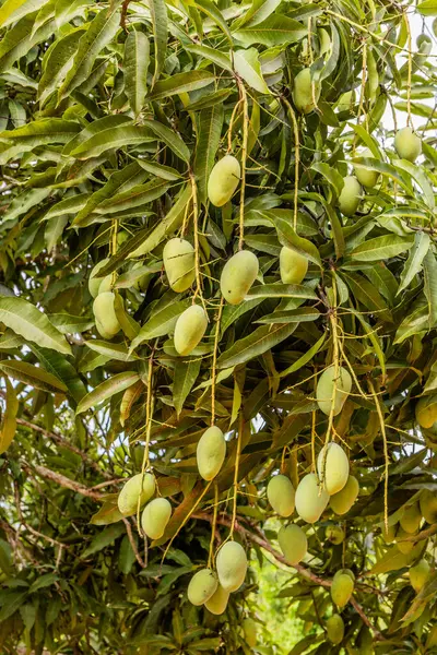 Pucallpa, Peru yakınlarındaki San Francisco köyünde tipik bir ev.