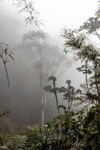 Yanachaga Kimya Ulusal Parkı, Peru Bulut Ormanı 'nın puslu manzarası