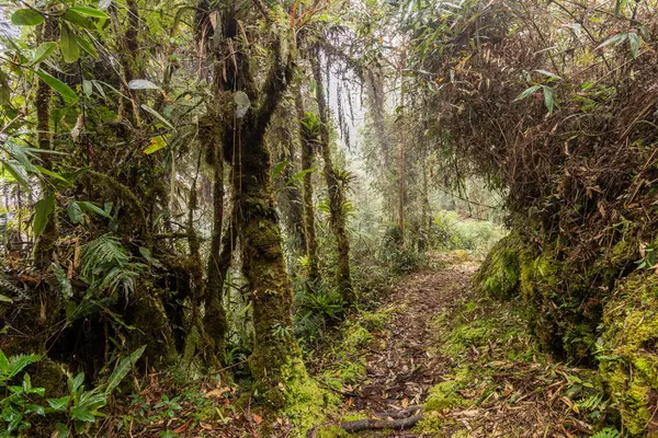 Yanachaga Chemillen Ulusal Parkı, Peru 'daki Abra Esperanza' ya yürüyüş yolu.