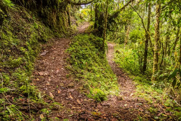 Yanachaga Chemillen Ulusal Parkı, Peru 'daki Abra Esperanza' ya yürüyüş yolu.