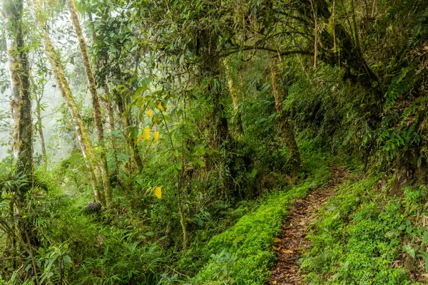 Yanachaga Bulut Ormanı Kimyager Ulusal Parkı, Peru