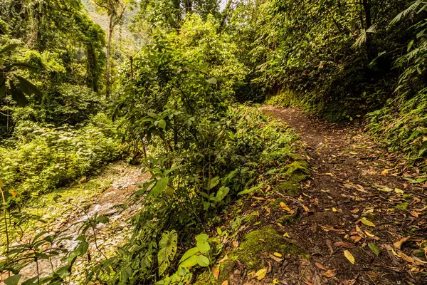 Tingo Maria Ulusal Parkı, Peru 'daki Catarata Gloriapata şelalesine giden patika.