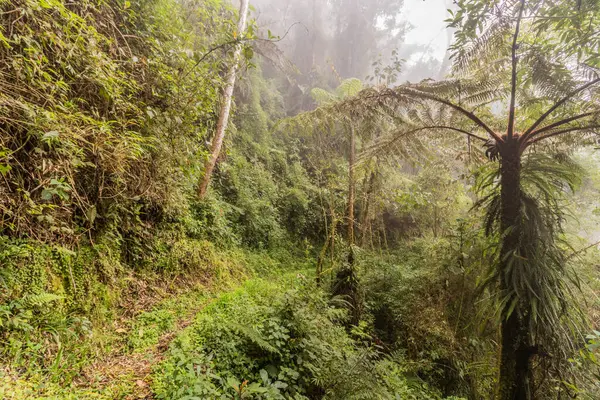 Yanachaga Bulut Ormanı Kimyager Ulusal Parkı, Peru