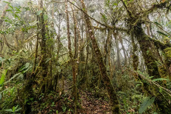 Yanachaga Bulut Ormanı Kimyager Ulusal Parkı, Peru