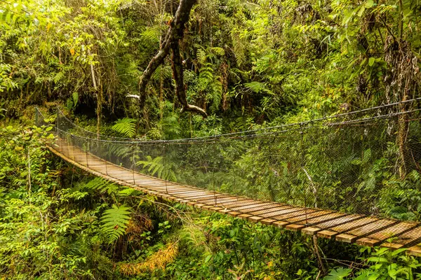 Yanachaga Chemillen Ulusal Parkı, Peru 'da asılı köprü.