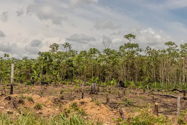 Peru 'nun Huanuco bölgesindeki Amazon yağmur ormanlarının tahrip edilmesi