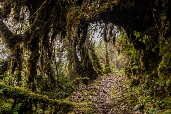 Yanachaga Chemillen Ulusal Parkı, Peru 'daki Abra Esperanza' ya yürüyüş yolu.