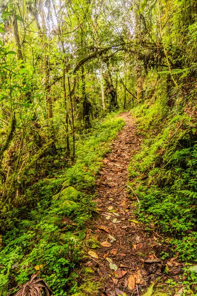 Yanachaga Chemillen Ulusal Parkı, Peru 'daki Abra Esperanza' ya yürüyüş yolu.