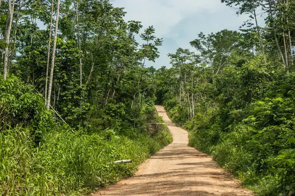 Santa Rosa de Yanayacu köyü yakınlarındaki Huanuco bölgesindeki Amazon ormanında asfaltsız yol, Peru