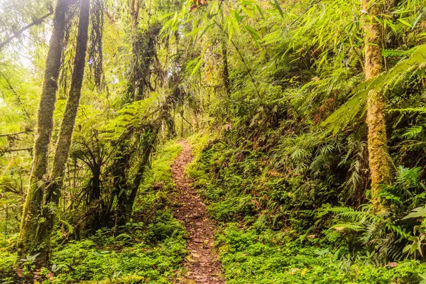Yanachaga Chemillen Ulusal Parkı, Peru 'daki Abra Esperanza' ya yürüyüş yolu.
