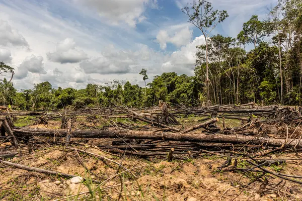 Peru 'nun Huanuco bölgesindeki Amazon yağmur ormanlarının tahrip edilmesi