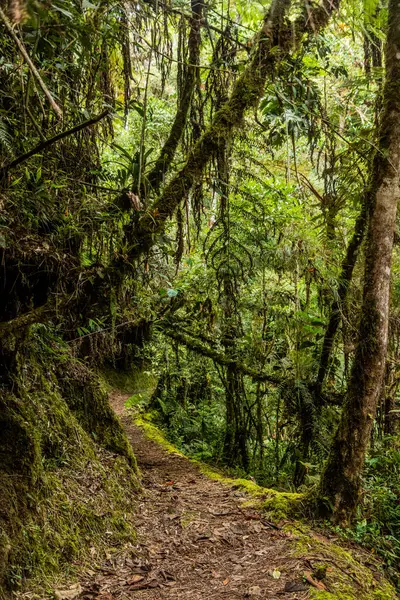 Yanachaga Chemillen Ulusal Parkı, Peru 'daki Abra Esperanza' ya yürüyüş yolu.