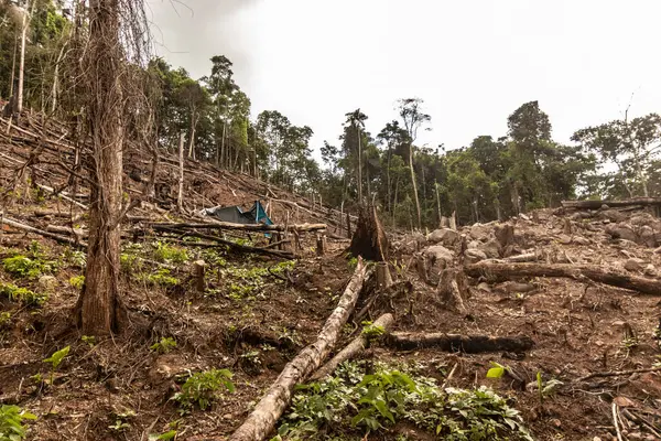 Peru 'nun Huanuco bölgesindeki Amazon yağmur ormanlarının tahrip edilmesi
