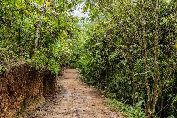 Tingo Maria, Peru yakınlarındaki Catarata Honolulo şelalesine giden yol