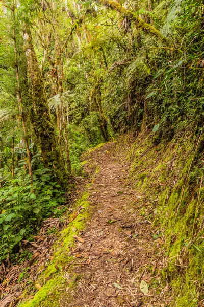 Yanachaga Chemillen Ulusal Parkı, Peru 'daki Abra Esperanza' ya yürüyüş yolu.