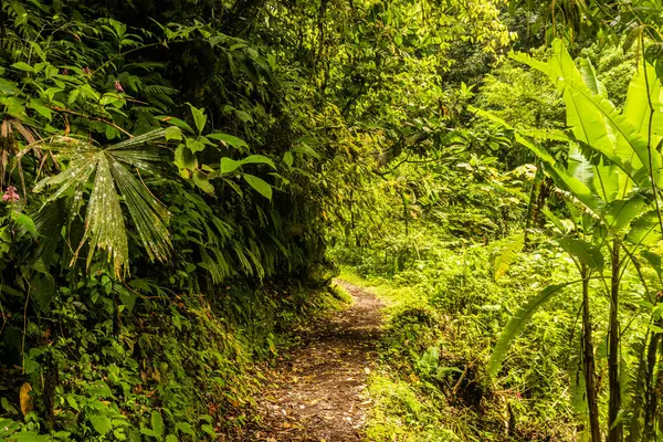 Tingo Maria Ulusal Parkı, Peru 'daki Catarata Gloriapata şelalesine giden patika.
