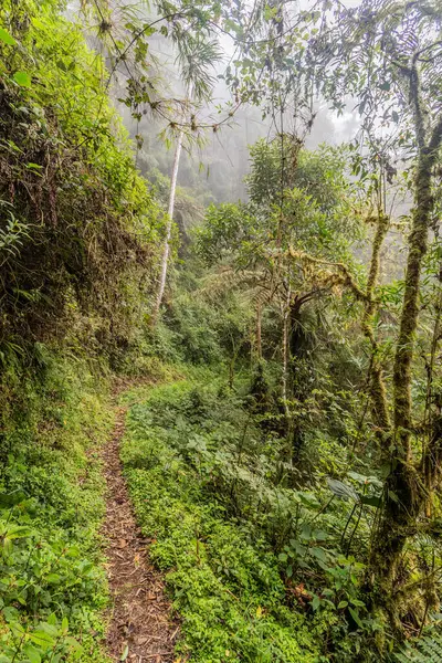 Yanachaga Chemillen Ulusal Parkı, Peru 'daki Abra Esperanza' ya yürüyüş yolu.