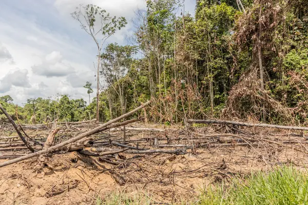 Peru 'nun Huanuco bölgesindeki Amazon yağmur ormanlarının tahrip edilmesi