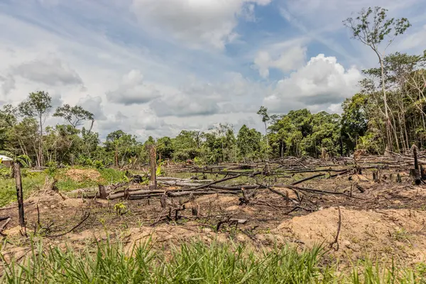 Peru 'nun Huanuco bölgesindeki Amazon yağmur ormanlarının tahrip edilmesi