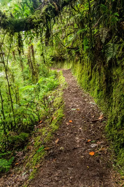 Yanachaga Chemillen Ulusal Parkı, Peru 'daki Abra Esperanza' ya yürüyüş yolu.