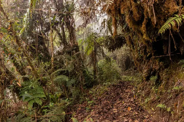 Yanachaga Chemillen Ulusal Parkı, Peru 'daki Abra Esperanza' ya yürüyüş yolu.