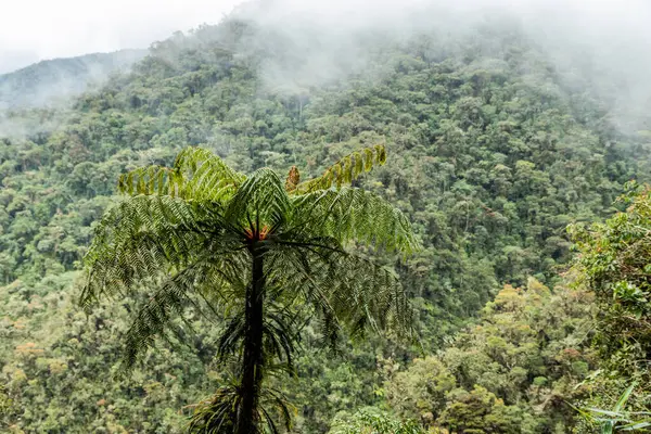Yanachaga Kimya Ulusal Parkı, Peru Bulut Ormanı 'nın puslu manzarası