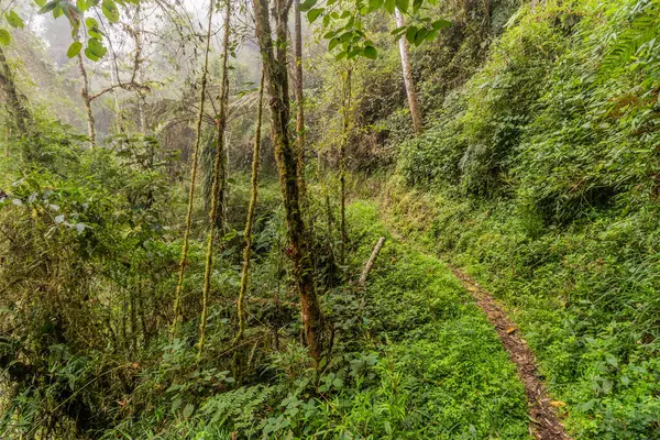 Yanachaga Bulut Ormanı Kimyager Ulusal Parkı, Peru