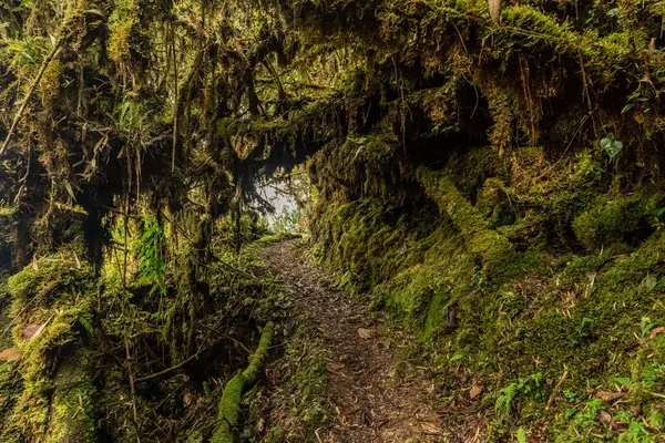 Yanachaga Chemillen Ulusal Parkı, Peru 'daki Abra Esperanza' ya yürüyüş yolu.