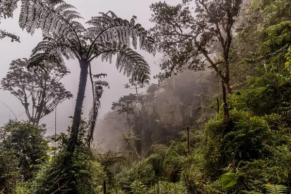 Yanachaga Bulut Ormanı Kimyager Ulusal Parkı, Peru