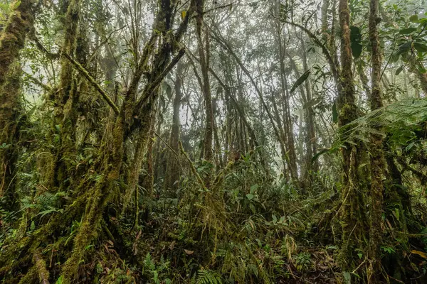 Yanachaga Bulut Ormanı Kimyager Ulusal Parkı, Peru