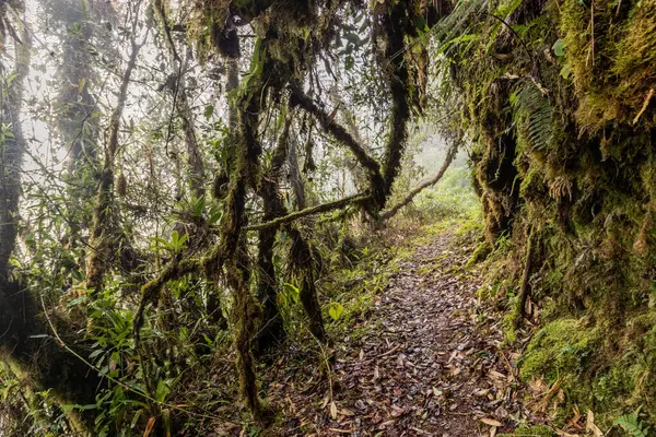 Yanachaga Chemillen Ulusal Parkı, Peru 'daki Abra Esperanza' ya yürüyüş yolu.