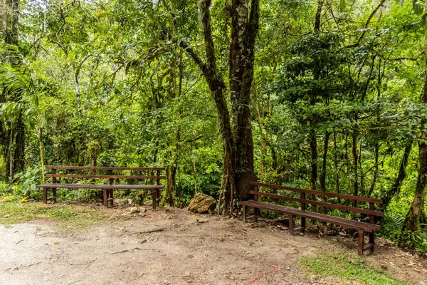 Tingo Maria, Peru yakınlarındaki Catarata Honolulo şelalesine giden banklarda.