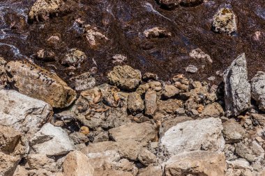 Güney Amerika deniz aslanları (Otaria flavescens) ve Güney Amerika kürk fokları (Arctocephalus australis) San Fernando ulusal rezervi, Peru