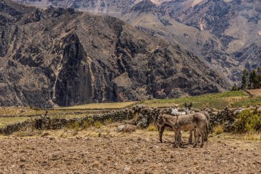 Colca Canyon, Peru 'daki Pinchollo köyü yakınlarında eşekler.
