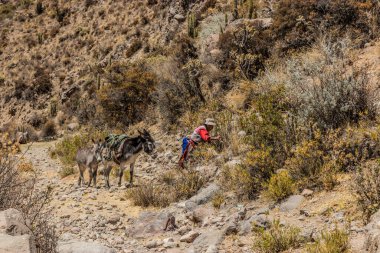 PINCHOLLLO, PERU, NOVEMBER 1, 2022: Peru, Colca Canyon 'da Pinchollo köyü yakınlarında eşekli bir kadın