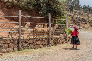 ÇİN, PERU - 8 Kasım 2022: Alpaca (Lama pacos) Çin Mahallesi, Peru
