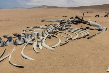 San Fernando ulusal rezervinde balina iskeleti, Peru