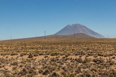Vicuna (Lama vicugna) in Reserva nacional de Salinas y Aguada Blanca, Peru. Arka planda Misti volkanı