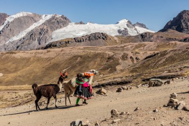 VINICUNCA, PERU - 7 Kasım 2022: Vinicunca Gökkuşağı Dağı, Peru 'ya giden lamalarıyla yerli kadın