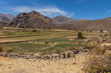 Colca Kanyonu, Peru 'daki Pinchollo köyü yakınlarındaki tarım arazisi