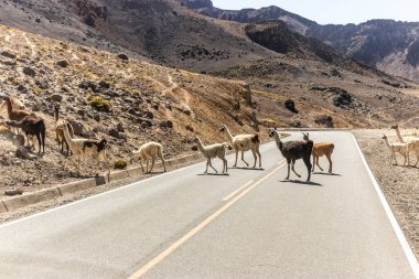 Lama (Lama glama) sürüsü Rezerv Nacional de Salinas y Aguada Blanca, Peru 'da karşıdan karşıya geçer.